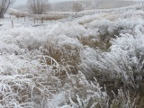 Frosted Landscape