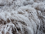 Frosted Plants I