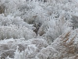 Frosted Plants II