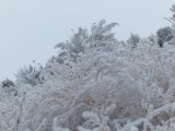 Frosted Plants III