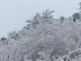 Frosted Plants III