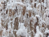 Frosted Cattails