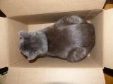 Boxed Cat