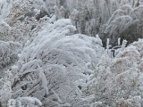 Frosted Plants V