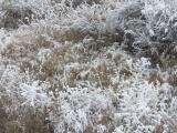 Frosted Plants VI