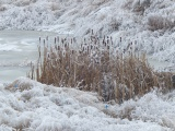 Frozen Cattails