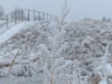 Frosted Plants VII