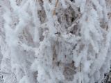 Frosted Plants IX