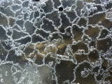 Laced Ice