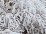 Frosted Plants XI