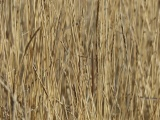 Grasses in January