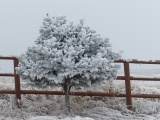 Small Tree in Winter