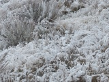 Frosted Plants XII