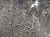 Plants in January