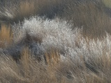 Tumbleweed amid Wispy Plants