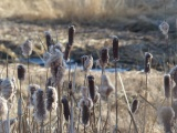 Floofy Winter Cattails