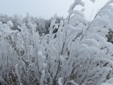 Frosted Plants XIII
