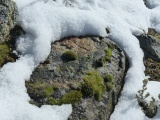 Happy Moss in Winter