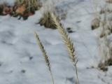 Seedheads in Winter
