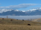 Cows and Clouds