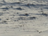 Snow and Grass