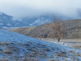 Tree in a Valley