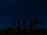 Orion over the Cattails