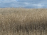 Yellow Grass under Cloudy Sky