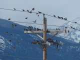 Starlings in an Electric Tree