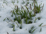 Spring Grasses, April Snow