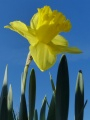Daffodil and the Sky