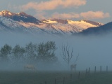 Horses below Dawn Touched Mountains