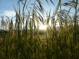 Grasses at Sunset