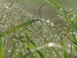 Rain Drenched Grasses
