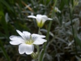 Small White Flowers