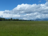 Green Field in June