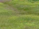 Field of Wildflowers in June