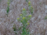 Flower Stalks over Seeding Grass