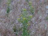 Flower Stalks over Seeding Grass