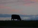 Grazing Cow at Sunset