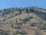 Sparse Hillside