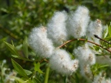 Fluffy Plants at Homestake Pass