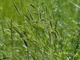 Feathery Grasses