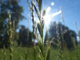 Sun and Grass