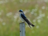 Tree Swallow