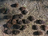 A Scattering of Pinecones