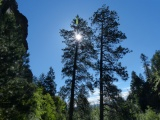 Sun through a Pine Tree
