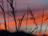 Plaid Sunset