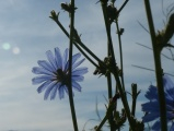 Chicory towards the Sun