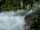 Creek under Tree